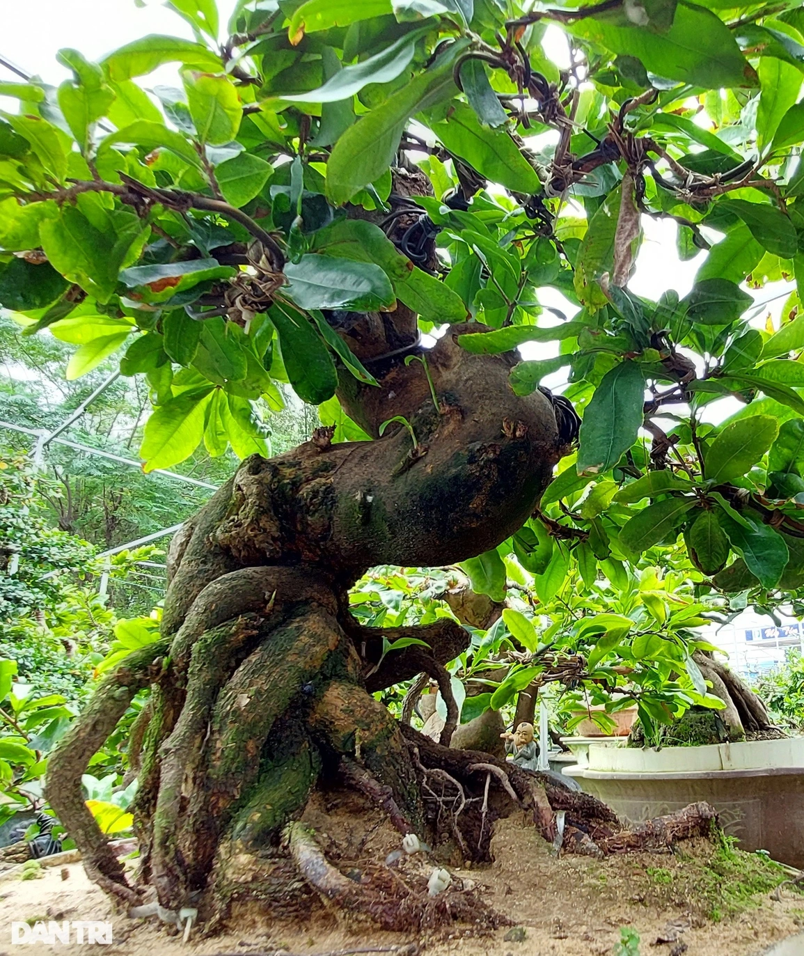 ây mai bonsai giá trị quan trọng ở bộ đế, cây càng lâu năm càng giá trị.