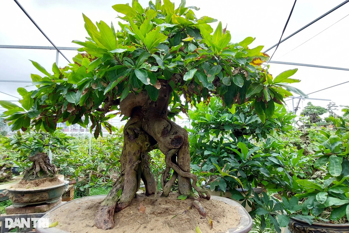 Tác phẩm mai bonsai "Cổng thành" gợi hình ảnh tòa thành cổ, được vua Gia Long cho xây dựng vào năm 1814, là thủ phủ của vùng đất Quy Nhơn, tỉnh Bình Định, hiện nay thuộc phường Bình Định, trung tâm thị xã An Nhơn.