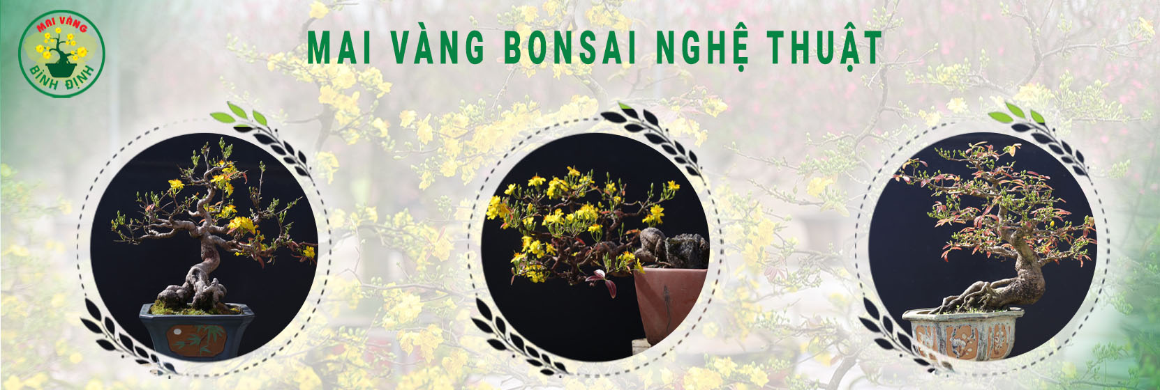 MAI VÀNG BÌNH ĐỊNH