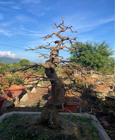 Tác phẩm mai bonsai đang hình thành dưới bàn tay của nghệ nhân Nguyễn Văn Duy