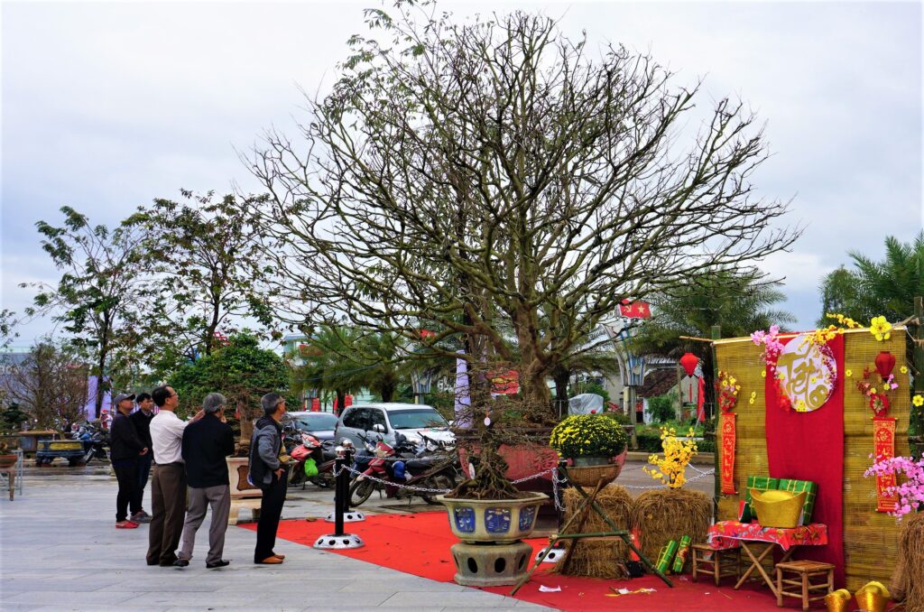 Điểm nhấn là “cụ” mai hơn 100 năm được đặt ngay cổng vào khu trưng bày của lễ hội. Ảnh: HH