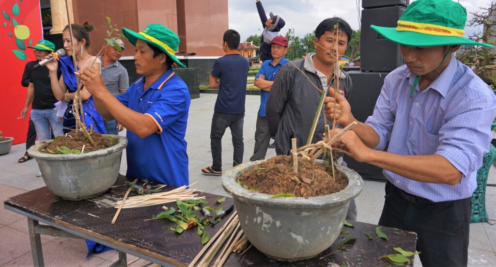 Chỉ trong vòng 20 phút, các nghệ nhân uốn nắn cây mai 1 năm tuổi để tạo ra những cây mai có dáng long đặc thù của thủ phủ mai vàng An Nhơn. Ảnh: HH