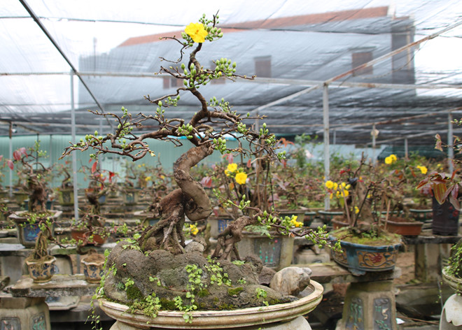 Một chậu mai bonsai trong vườn mai Tuấn Ngọc